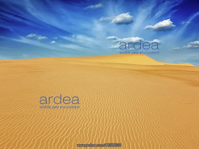 : White sand dunes in desert on sunrise, Mui Ne, Vietnam, Asia : White sand dunes in desert on sunrise, Mui Ne, Vietnam, Asia