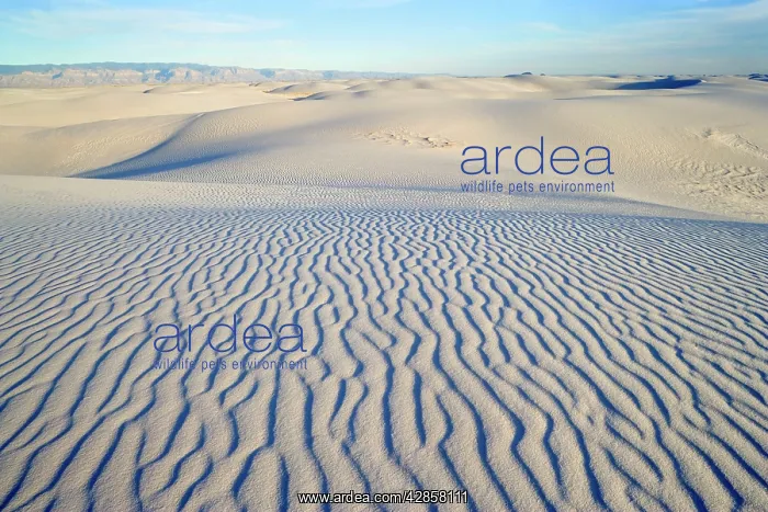 : White Sand Dunes - sea of white gypsum dunes : White Sand Dunes - sea of white gypsum dunes