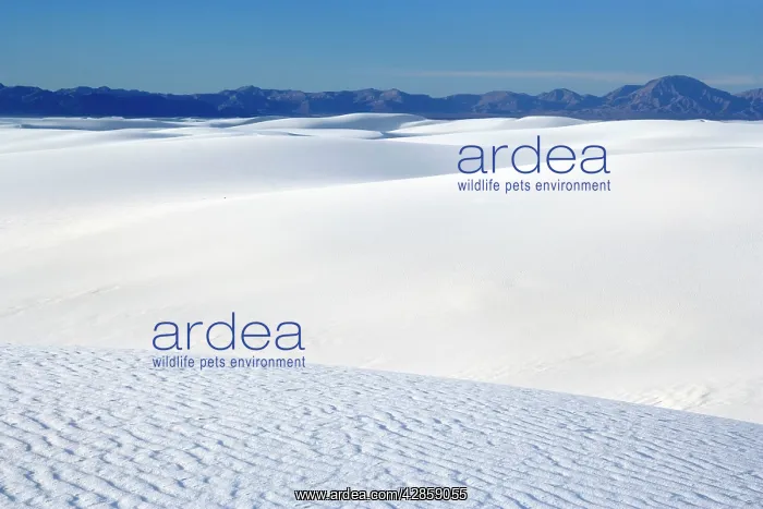 : White Sand Dunes - sea of white gypsum dunes : White Sand Dunes - sea of white gypsum dunes