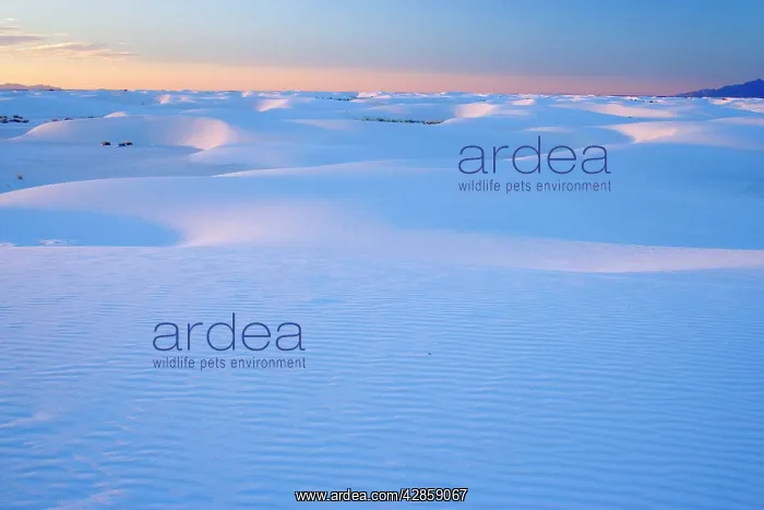 : White Sand Dunes - sea of white gypsum dunes : White Sand Dunes - sea of white gypsum dunes