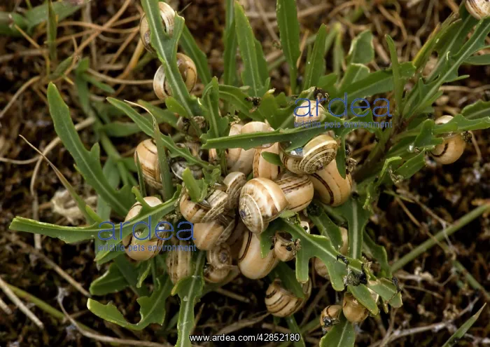 : White / Sandhill SNAILS - mass of aestivating snails : White / Sandhill SNAILS - mass of aestivating snails
