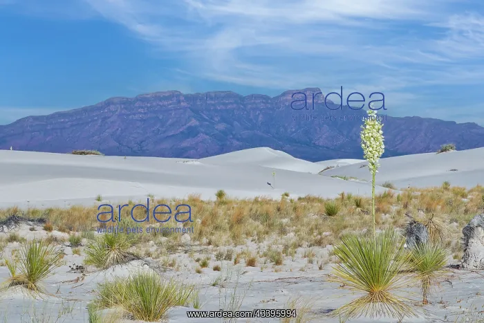 : White Sands National Park : White Sands National Park