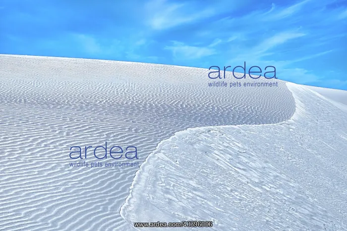 : White Sands National Park : White Sands National Park