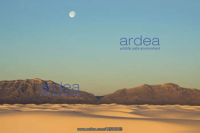 : White Sands in the Tularosa Basin : White Sands in the Tularosa Basin