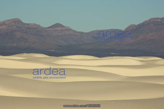 : White Sands in the Tularosa Basin : White Sands in the Tularosa Basin