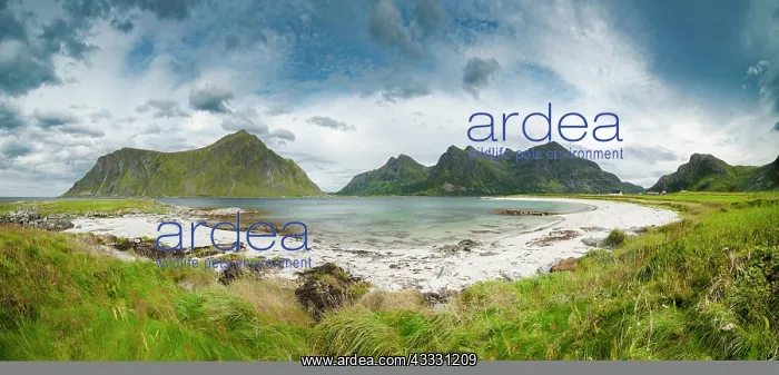 : White sandy beach in front of green mountain peaks : White sandy beach in front of green mountain peaks