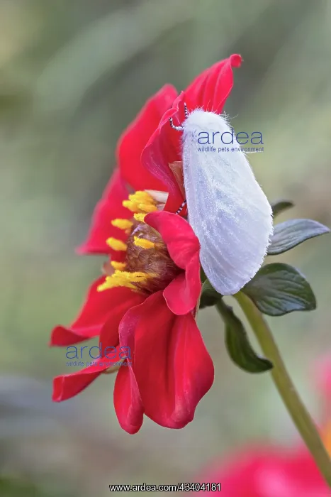 : White Satin Moth on Dahlia flower : White Satin Moth on Dahlia flower