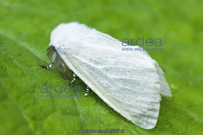 : White Satin Moth at rest : White Satin Moth at rest