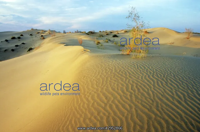 : White Saxaul trees - on sand dunes with tracks : White Saxaul trees - on sand dunes with tracks
