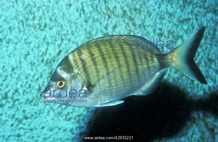 : White Sea BREAM : White Sea BREAM