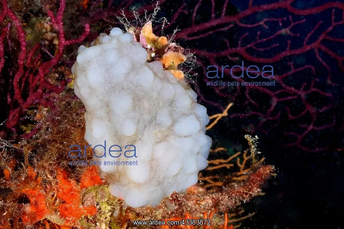 : White sea squirt (Phallusia mammillata) in the Mediterranean : White sea squirt (Phallusia mammillata) in the Mediterranean