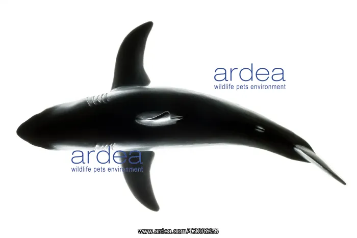 : White Shark plastic model shape Galicia, Spain : White Shark plastic model shape Galicia, Spain