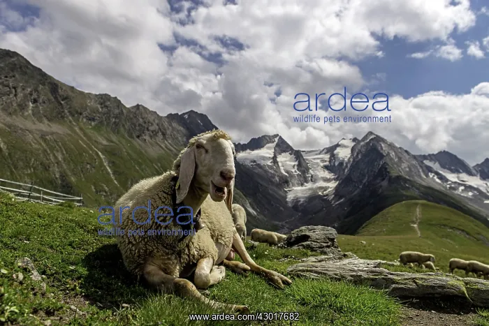  : White Sheep