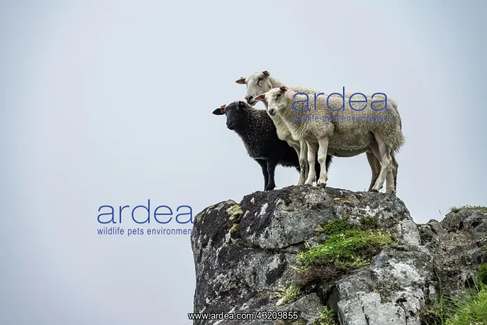 : Two white sheep and black sheep on rocks, Lofoten : Two white sheep and black sheep on rocks, Lofoten