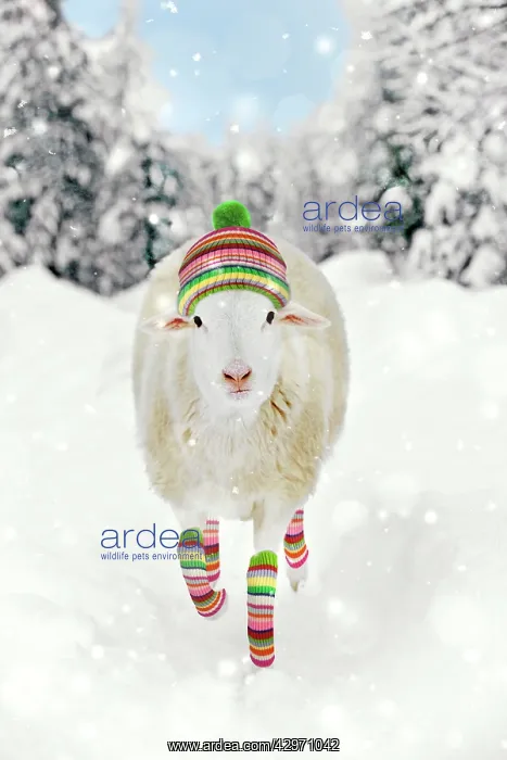 : White Sheep - running in snow wearing woolly hat : White Sheep - running in snow wearing woolly hat