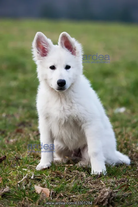 : White Shepherd puppy, Austria, Europe : White Shepherd puppy, Austria, Europe