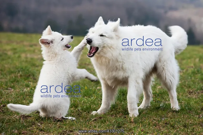 : White Shepherds, puppy and male playing, Austria : White Shepherds, puppy and male playing, Austria