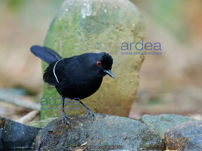 : White Shouldered Fire Eye Pyriglena leucoptera Atlantic : White Shouldered Fire Eye Pyriglena leucoptera Atlantic