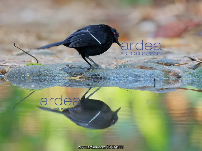 : White Shouldered Fire Eye Pyriglena leucoptera Atlantic : White Shouldered Fire Eye Pyriglena leucoptera Atlantic