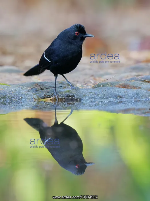 : White Shouldered Fire Eye Pyriglena leucoptera Atlantic : White Shouldered Fire Eye Pyriglena leucoptera Atlantic