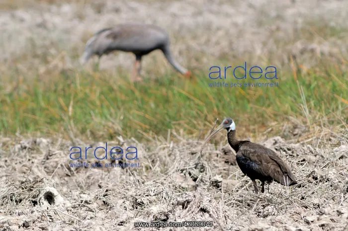 : White-Shouldered Ibis : White-Shouldered Ibis