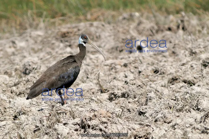  : White-Shouldered Ibis