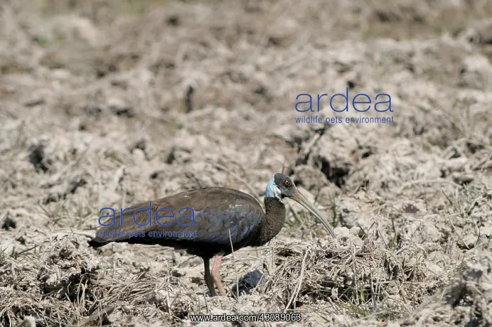 : White-Shouldered Ibis : White-Shouldered Ibis