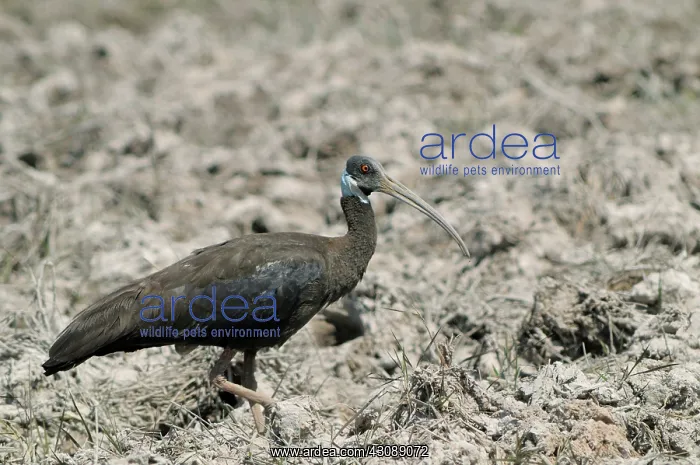 : White-Shouldered Ibis : White-Shouldered Ibis