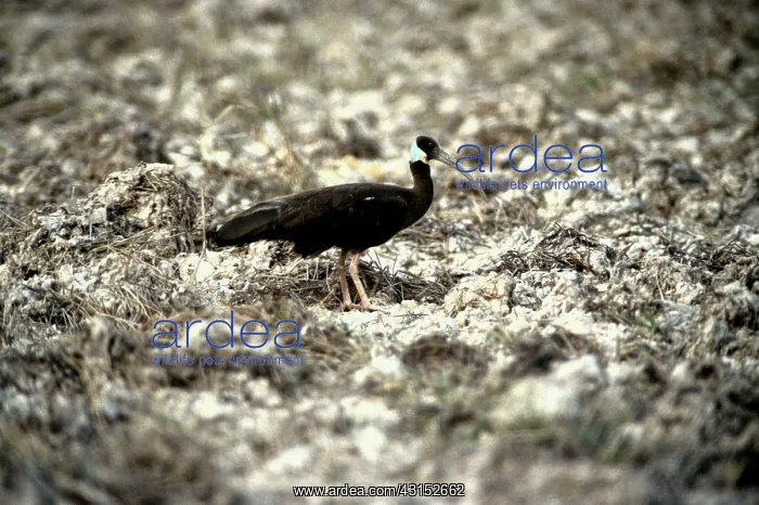 : White-shouldered Ibis, Cambodia : White-shouldered Ibis, Cambodia