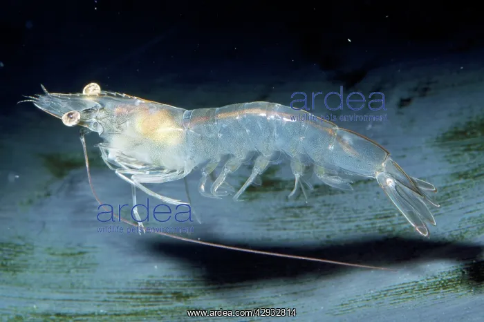 : WHITE SHRIMP : WHITE SHRIMP