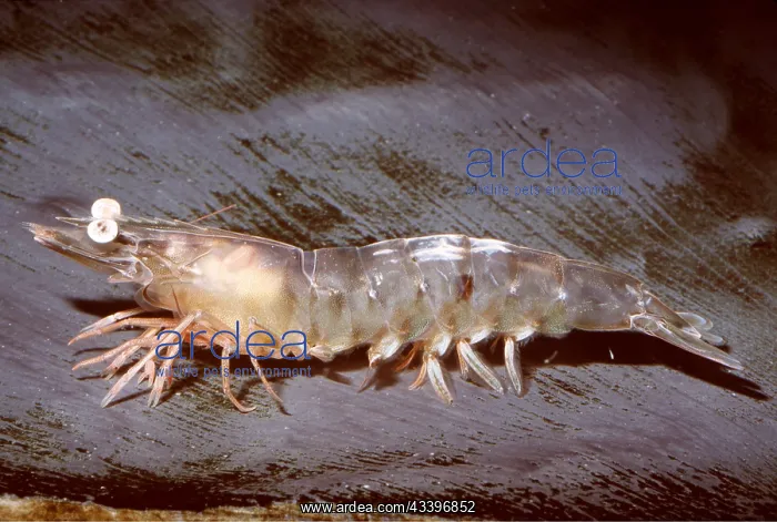 : WHITE SHRIMP - SIDE VIEW : WHITE SHRIMP - SIDE VIEW