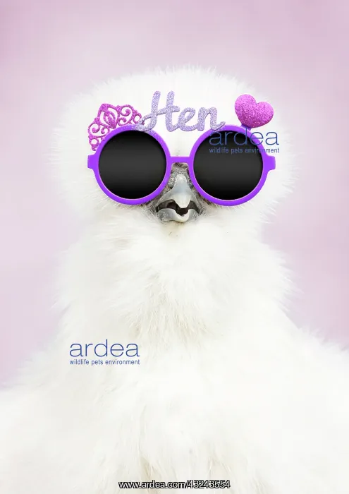 : White Silkie Chicken : White Silkie Chicken