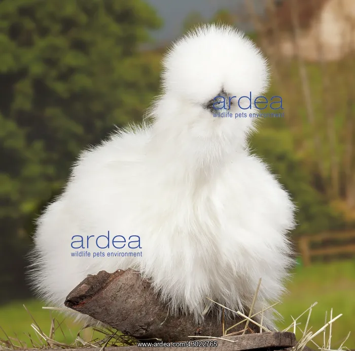  : White Silkie Chicken hen