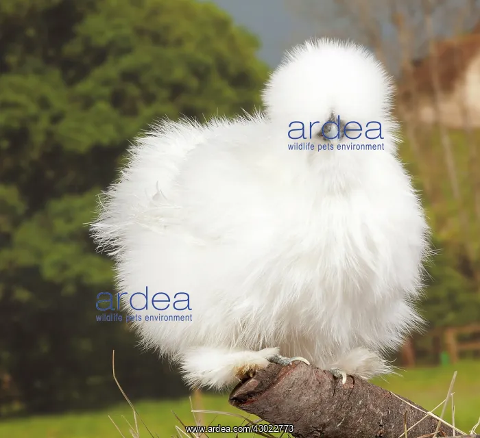  : White Silkie Chicken hen