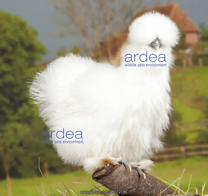  : White Silkie Chicken hen