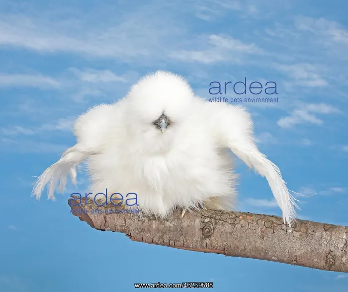  : White Silkie Chicken hen