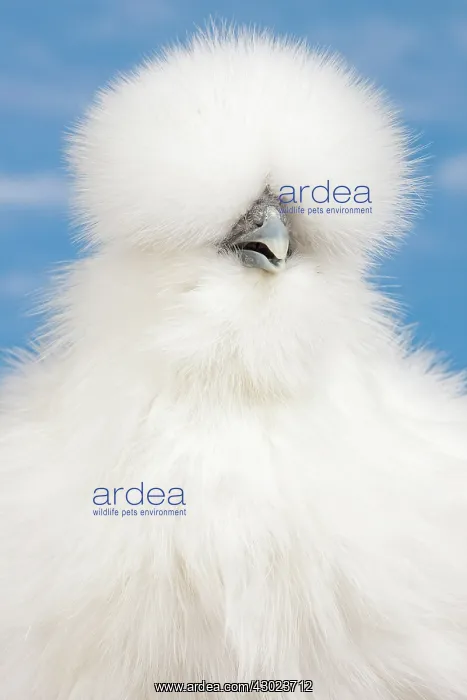  : White Silkie Chicken hen portrait