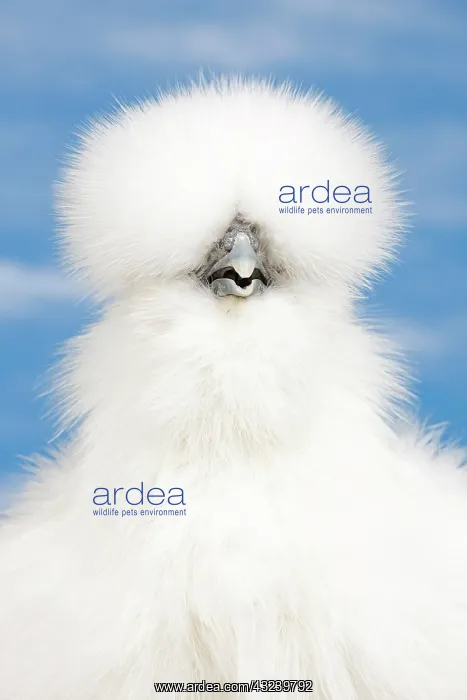  : White Silkie Chicken hen portrait