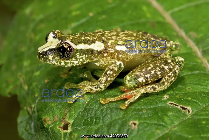 : White-snouted Reed Frog - adult male on leaf : White-snouted Reed Frog - adult male on leaf