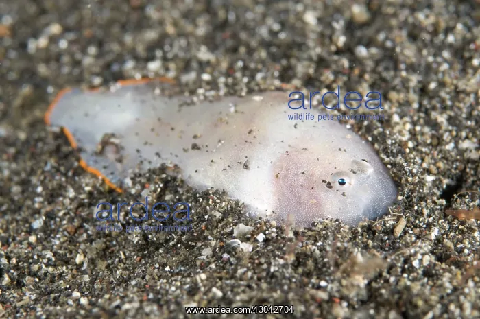  : White Sole with orange margin