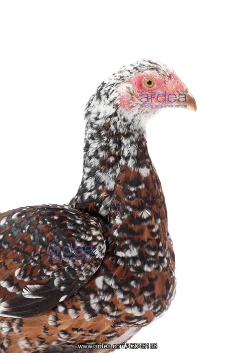  : White Speckled Asil Chicken hen