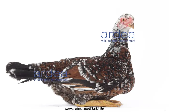  : White Speckled Asil Chicken hen