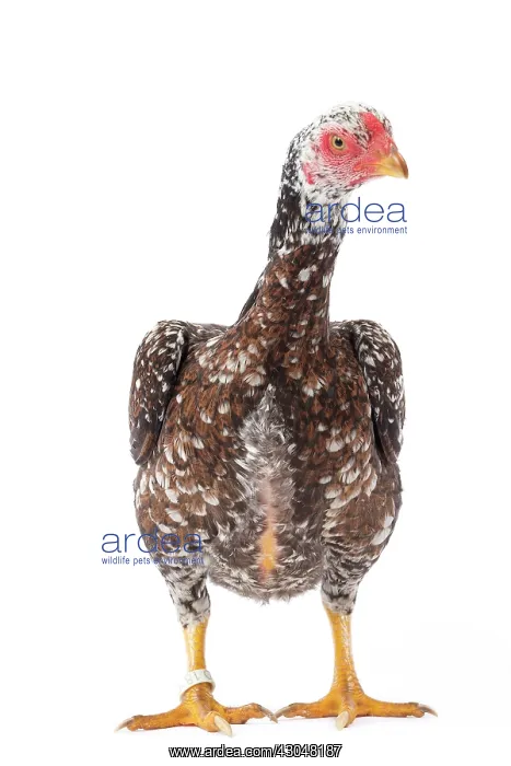  : White Speckled Asil Chicken hen