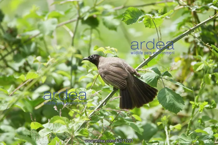 : White-spectacled / Yellow-vented Bulbul : White-spectacled / Yellow-vented Bulbul