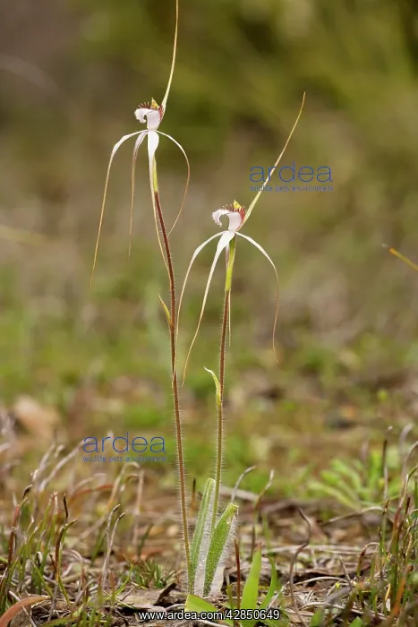 : White Spider Orchid - redacta in woodland : White Spider Orchid - redacta in woodland