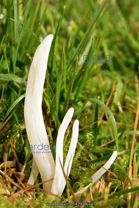 : White Spindles fungi - in acid grassland : White Spindles fungi - in acid grassland