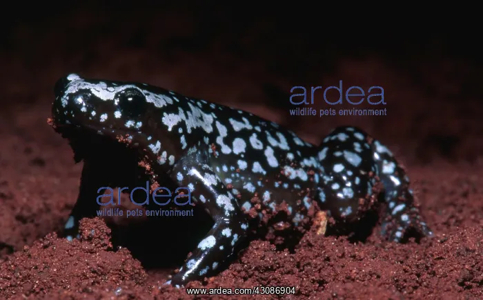 : White Spot Litter Frog : White Spot Litter Frog