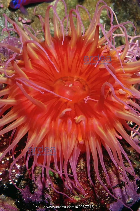 : White-spotted ANEMONE : White-spotted ANEMONE