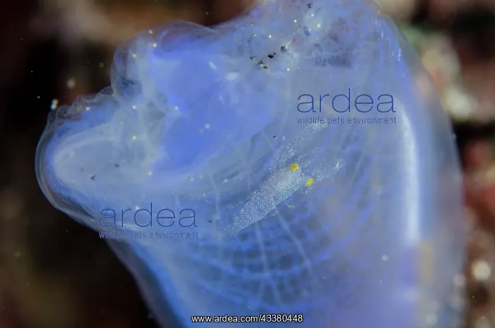 : White-spotted Ascidian Shrimp : White-spotted Ascidian Shrimp