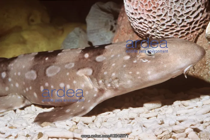 : White-Spotted Bamboo Shark - On Sea Bed : White-Spotted Bamboo Shark - On Sea Bed